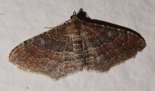 Réf. 210 430 : Nycterosea obstipata
